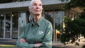 Китайски съд потвърди правата на новозеландската компания по делото за киви