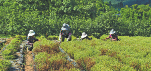 Зелените скъпоценни камъни на Юнан