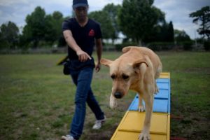 Китайка харчи 1700 щатски долара, за да запише куче в училище за тестване на личността, обучение, компания